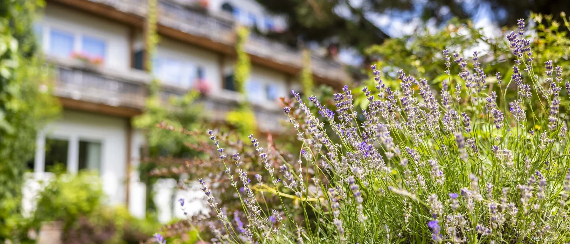 Blühender Lavendel vor einem mehrstöckigen Gebäude im Sommer