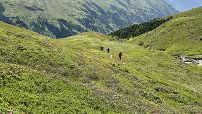 Wanderer auf grünem Bergweg mit Alpen im Hintergrund