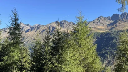 Blick auf Tannenwald mit Bergen unter klarem blauem Himmel